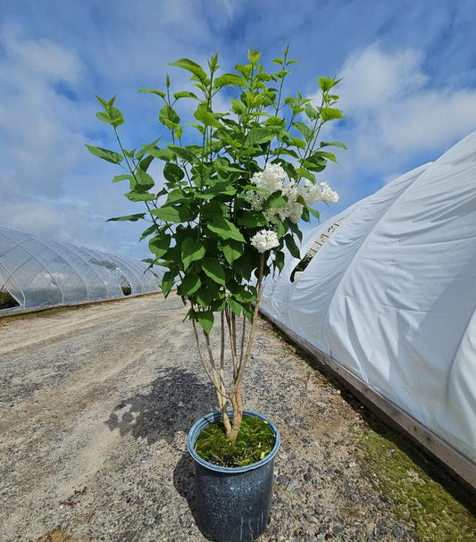 Beauty of Moscow Lilac