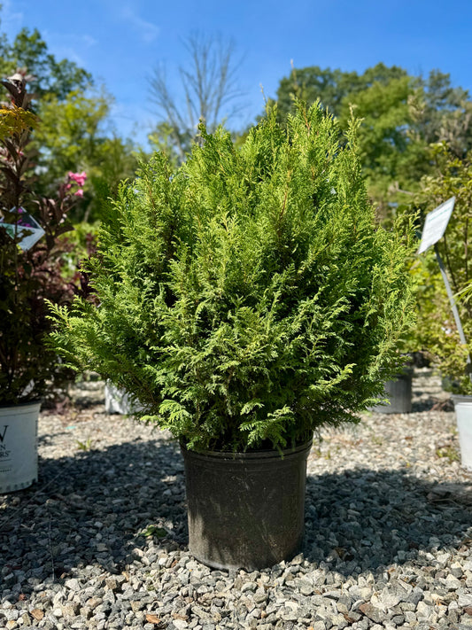 Cream Ball Japanese False Cypress