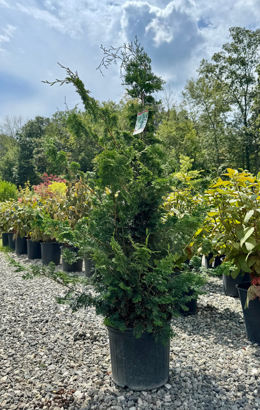 Green Slender Hinoki False Cypress