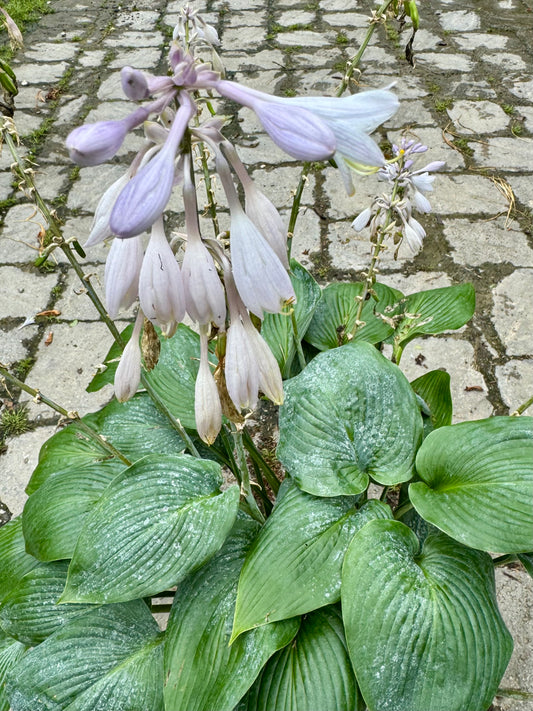 Halcyon Hosta