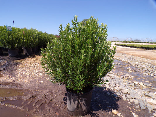 Shamrock Inkberry Holly