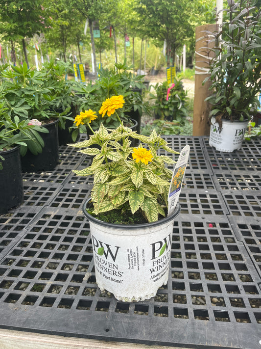 Bit of Honey False Sunflower