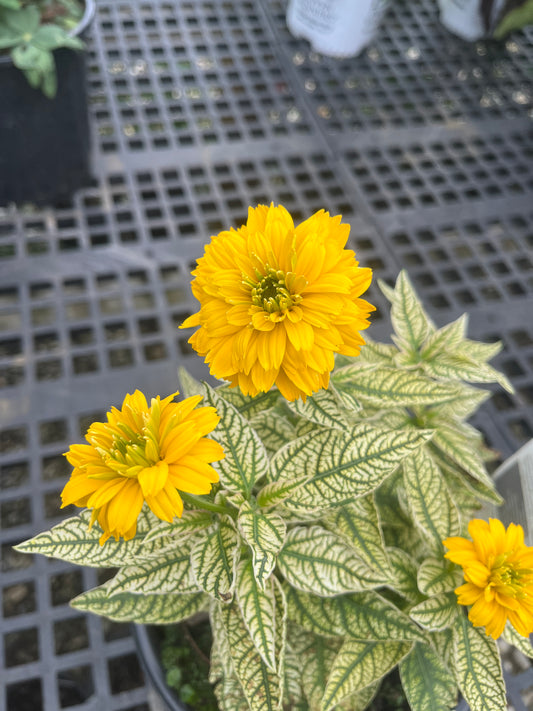 Bit of Honey False Sunflower