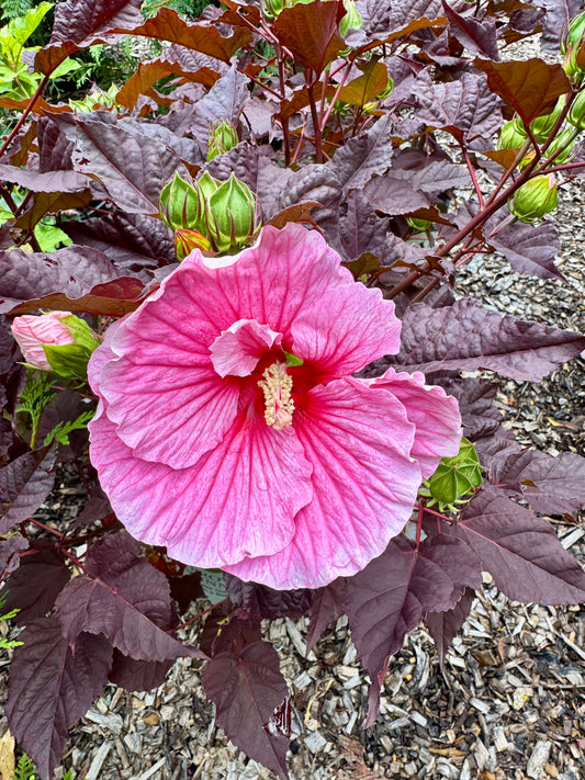 Summerific® Evening Rose Rose Mallow (Hibiscus)