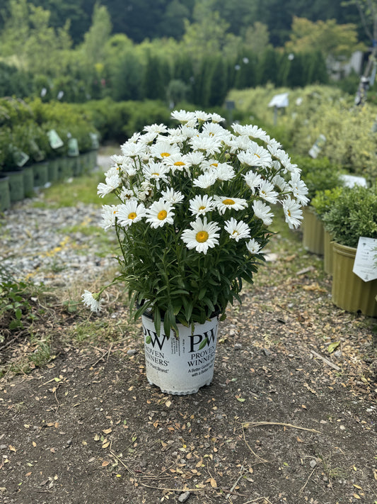 Amazing Daisies® Daisy May® Shasta Daisy
