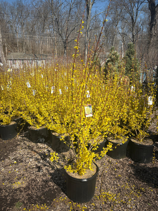 Lynwood Gold Forsythia