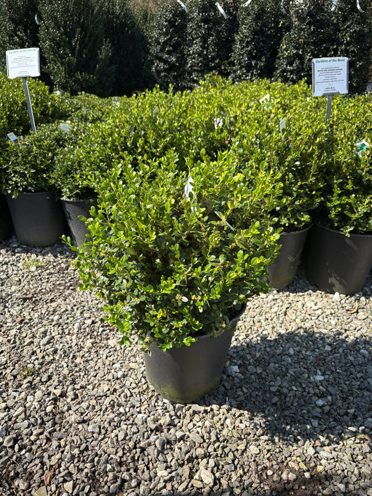Winter Gem Boxwood
