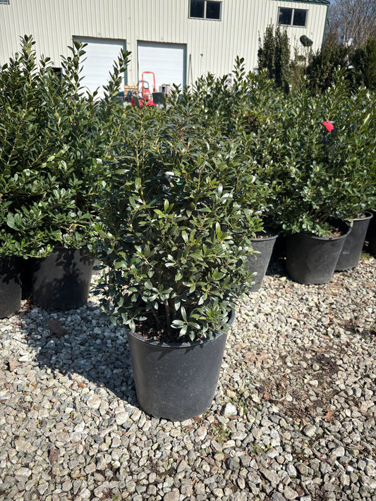 Shamrock Inkberry Holly