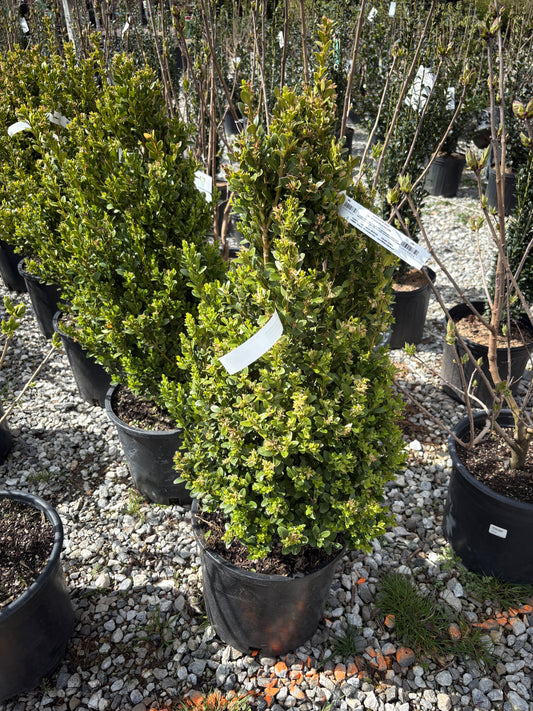 Green Mountain Boxwood