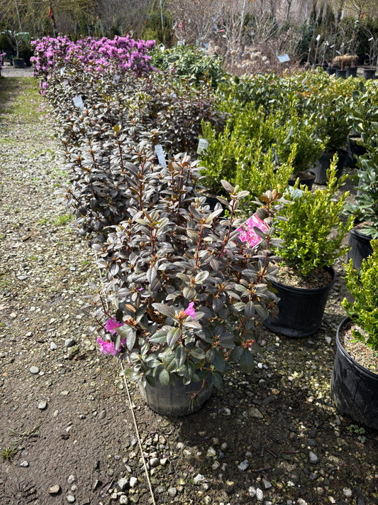 PJM Rhododendron