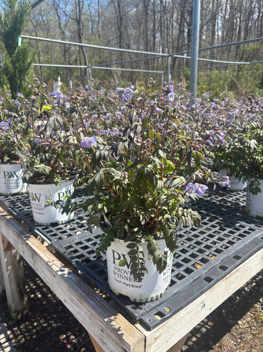 Heaven Scent Jacob's Ladder