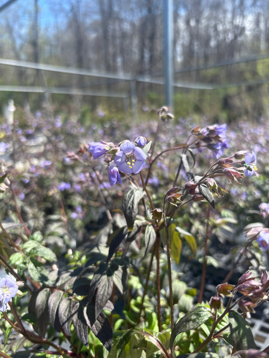 Heaven Scent Jacob's Ladder