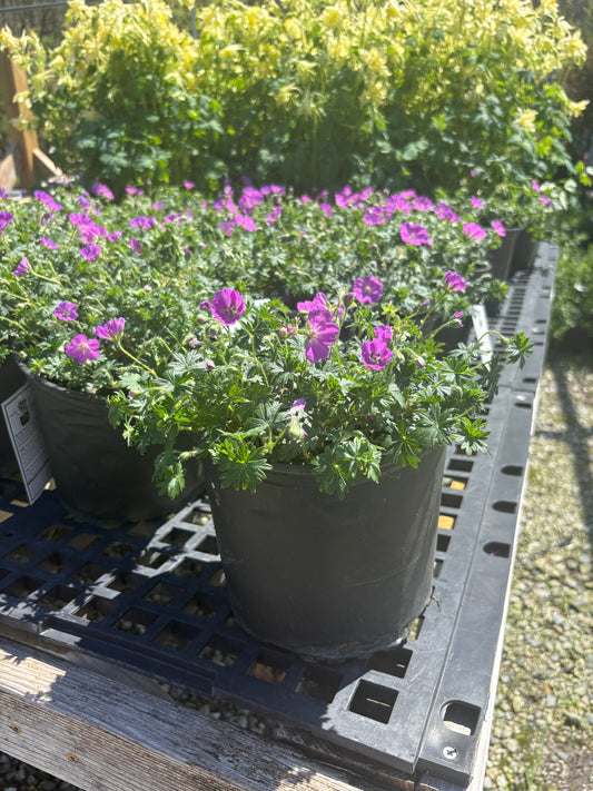 Max Frei Bloody Cranesbill (Geranium)