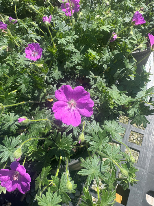 Max Frei Bloody Cranesbill (Geranium)