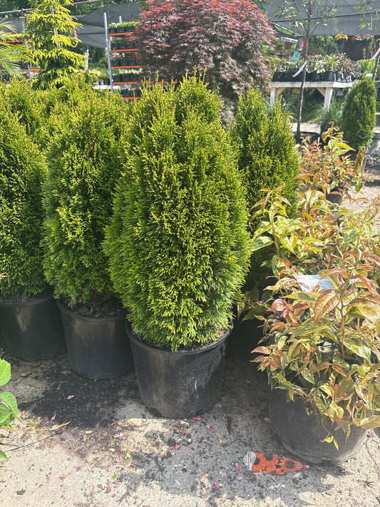 Emerald Petite™ Arborvitae