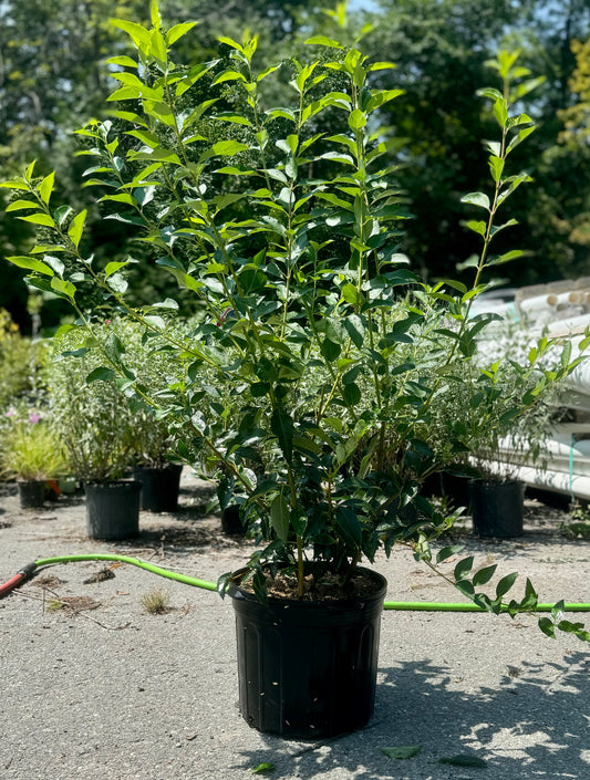 Lynwood Gold Forsythia