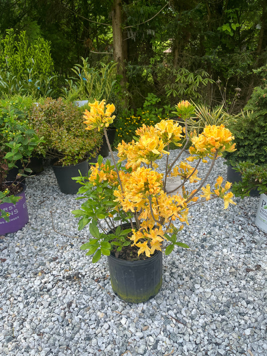 Golden Lights Azalea