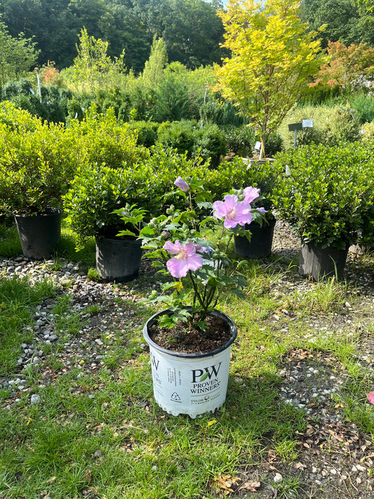 Pollypetite® Rose of Sharon