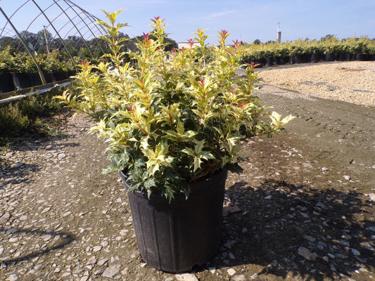 Goshiki False Holly Osmanthus