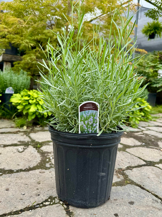 Phenomenal® Lavender