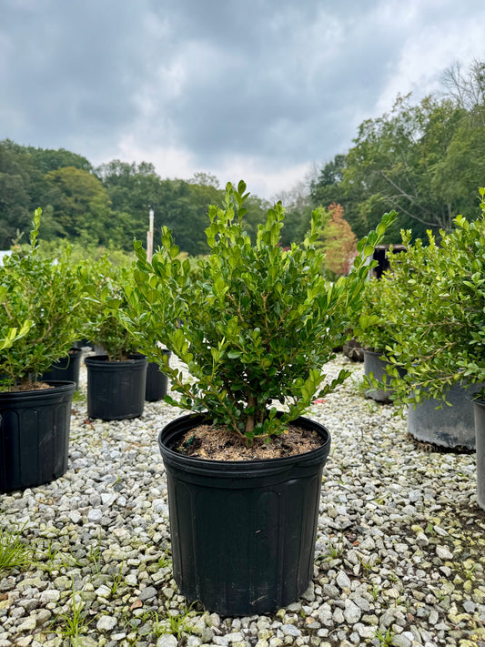 Winter Gem Boxwood