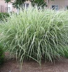variegated ornamental grass