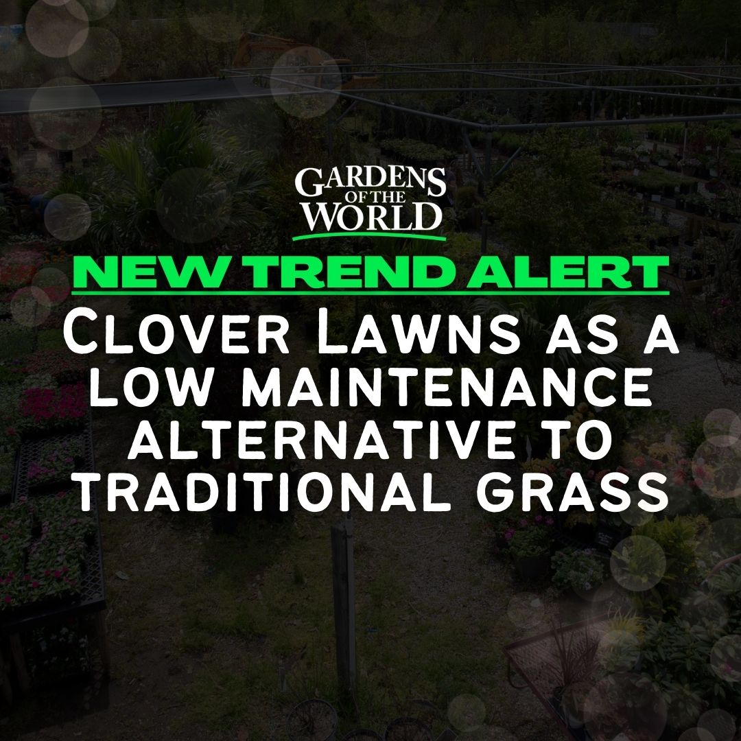 New Trend Alert: Clover Lawns as a low maintenance alternative to traditional grass