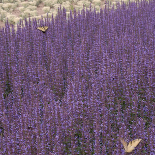 Purple Haze Hyssop