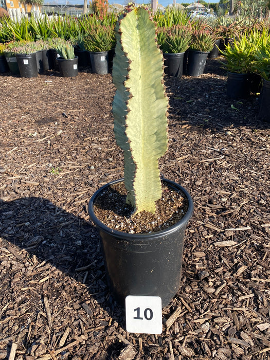 Ammak Cactus