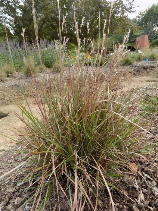 Prairie Munchkin Little Bluestem Grass