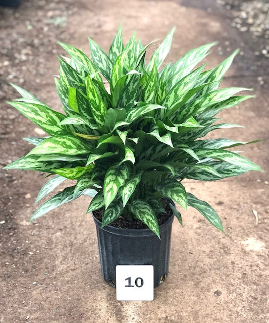 Tigress Chinese Evergreen