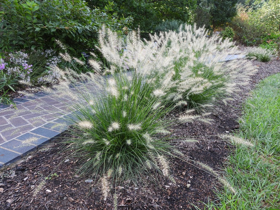 Piglet Fountain Grass