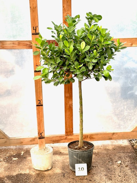 Ficus Moclame