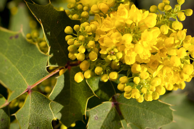 Creeping Mahonia