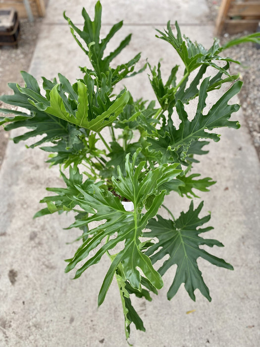 Lickety Split Philodendron