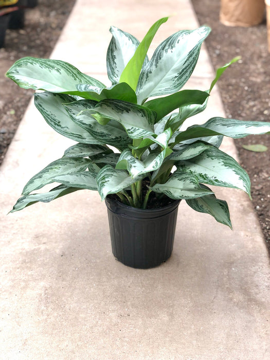 Silver Bay Chinese Evergreen