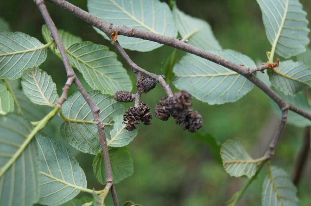 Speckled Alder