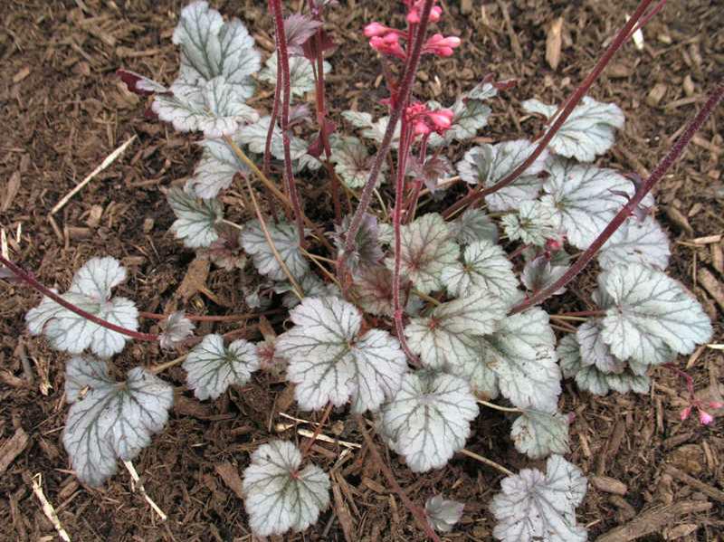 Rave On Coral Bells