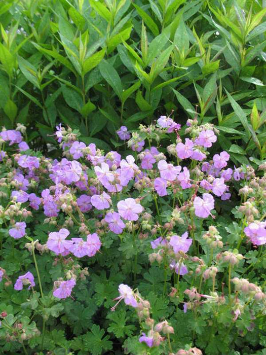 Biokovo Karmina Geranium