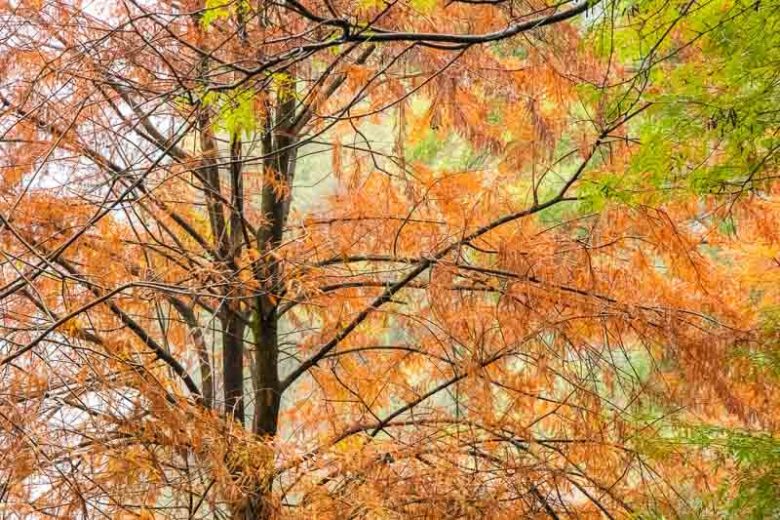 Bald Cypress