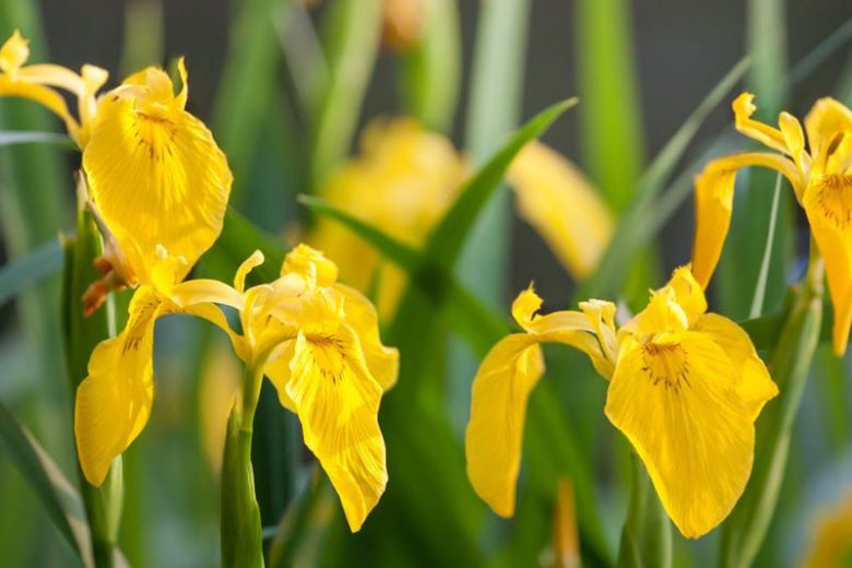 Yellow Flag Iris