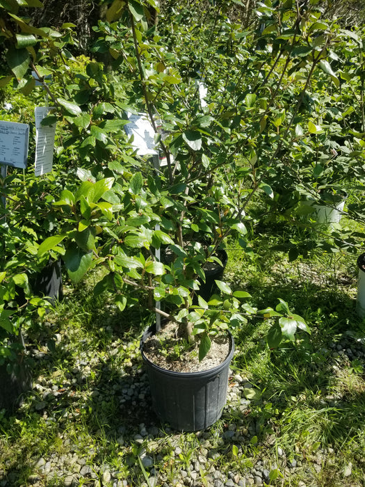 Burkwood Viburnum