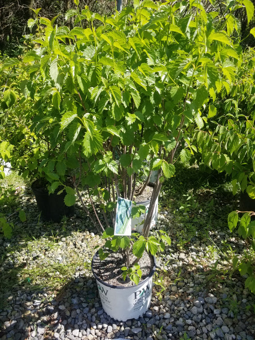 Blue Muffin Arrowwood Viburnum