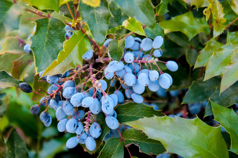 Creeping Mahonia