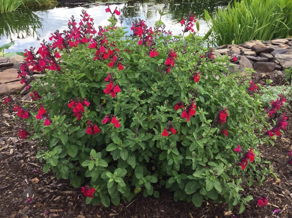 Heatwave™ Blaze Salvia