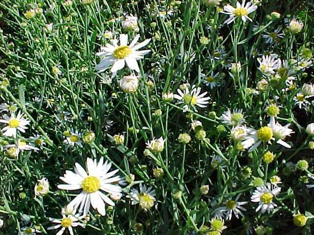 Snowbank False Aster