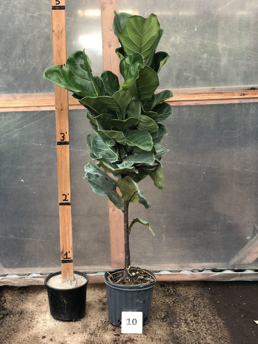 Fiddle Leaf Fig Tree