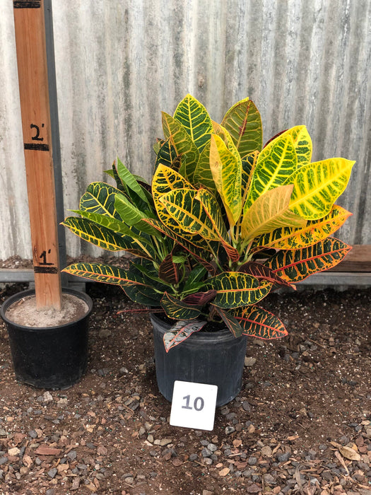 Croton Petra