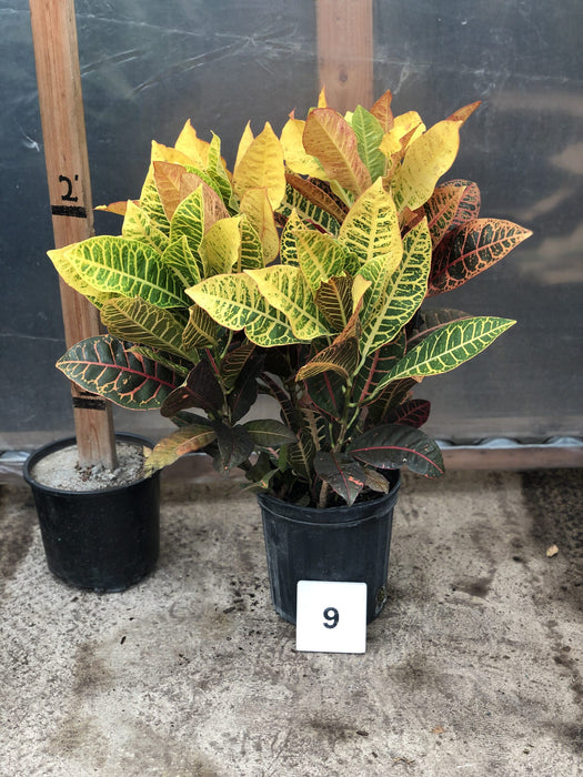 Croton Petra