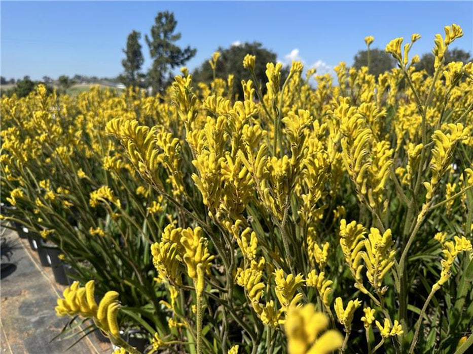 Bush Gold Kangaroo Paw